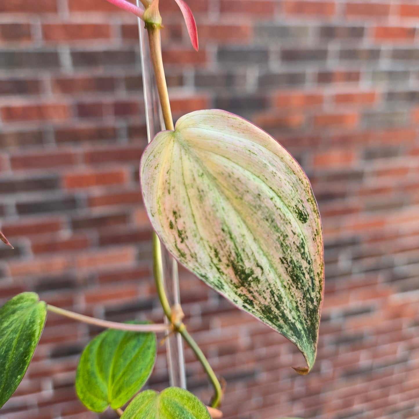Strawberry Pink Mint Micans