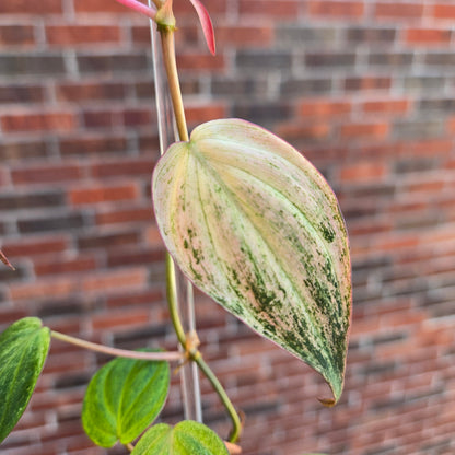 Strawberry Pink Mint Micans