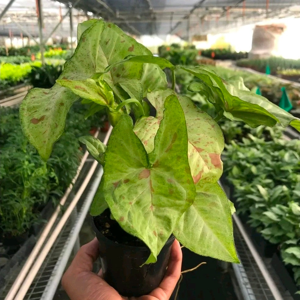 Syngonium Pink Splash