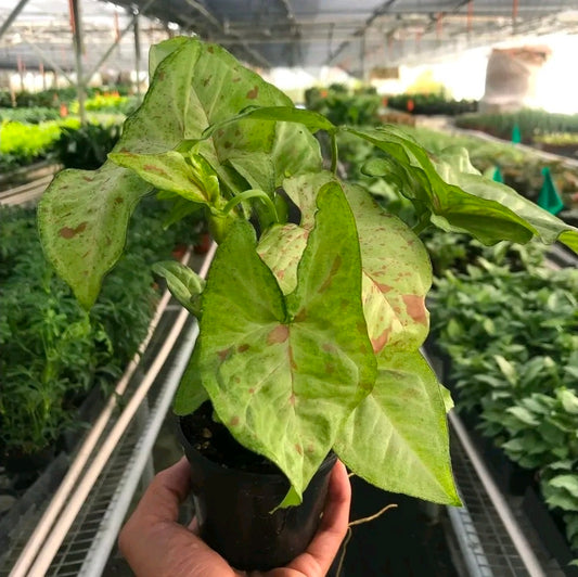 Syngonium Pink Splash