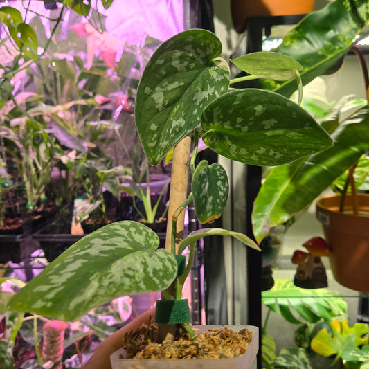 Scindapsus Silver Cloud Albo