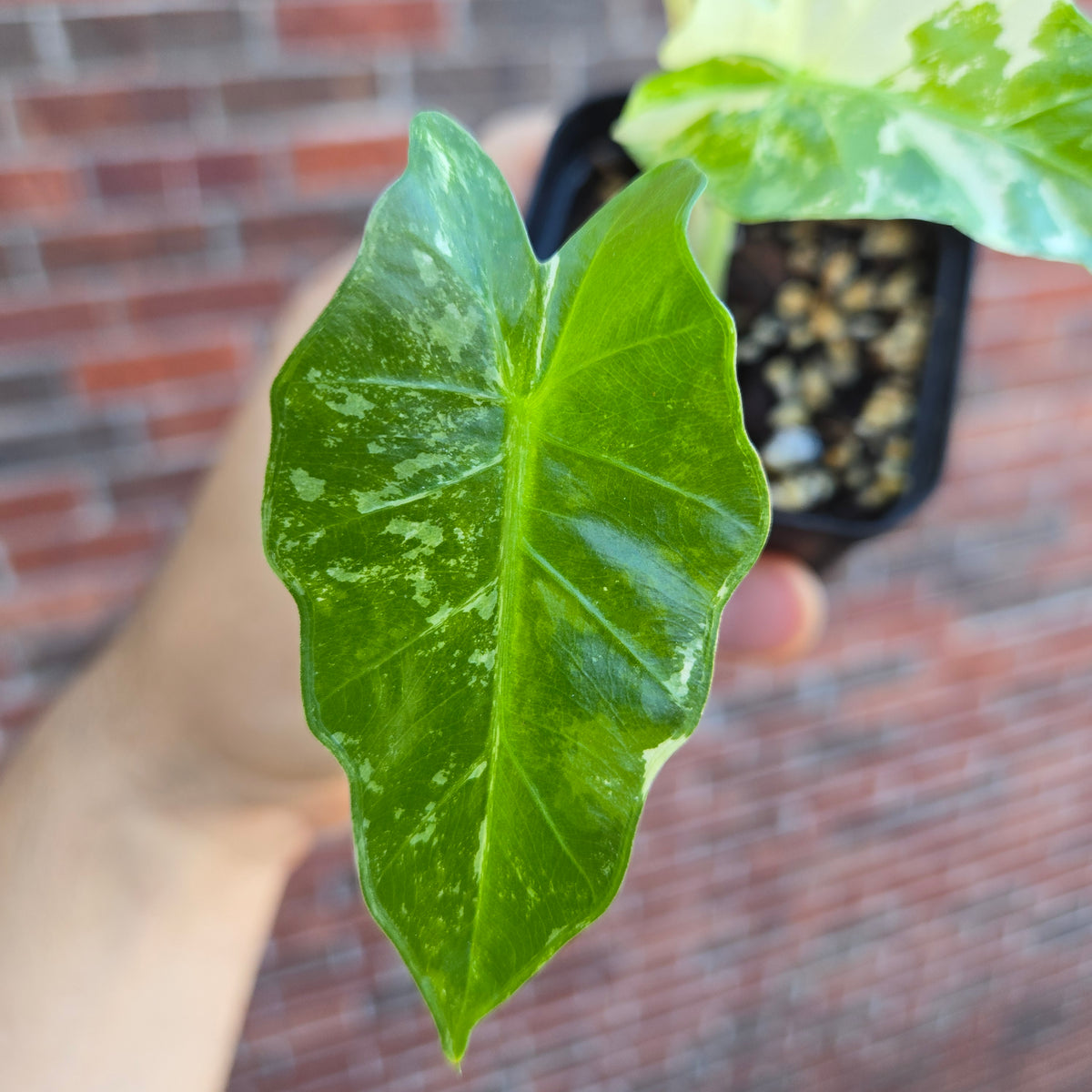 Alocasia Low Rider Albo