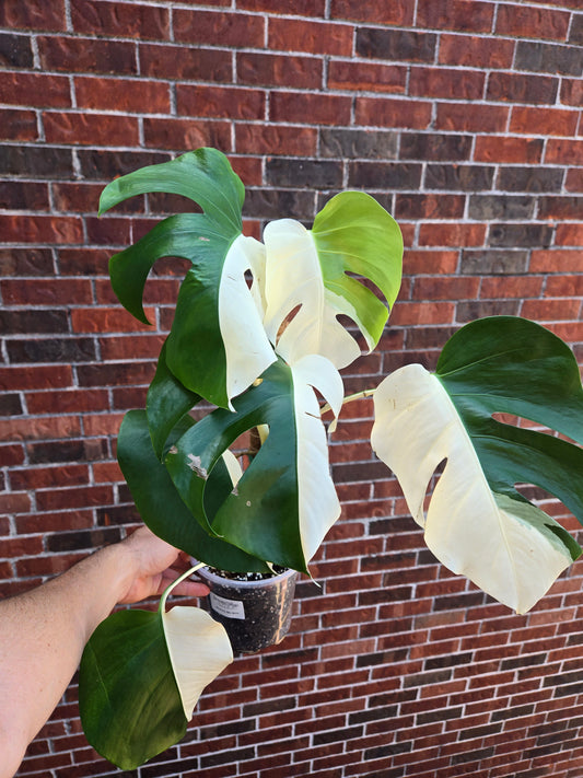 Monstera Albo