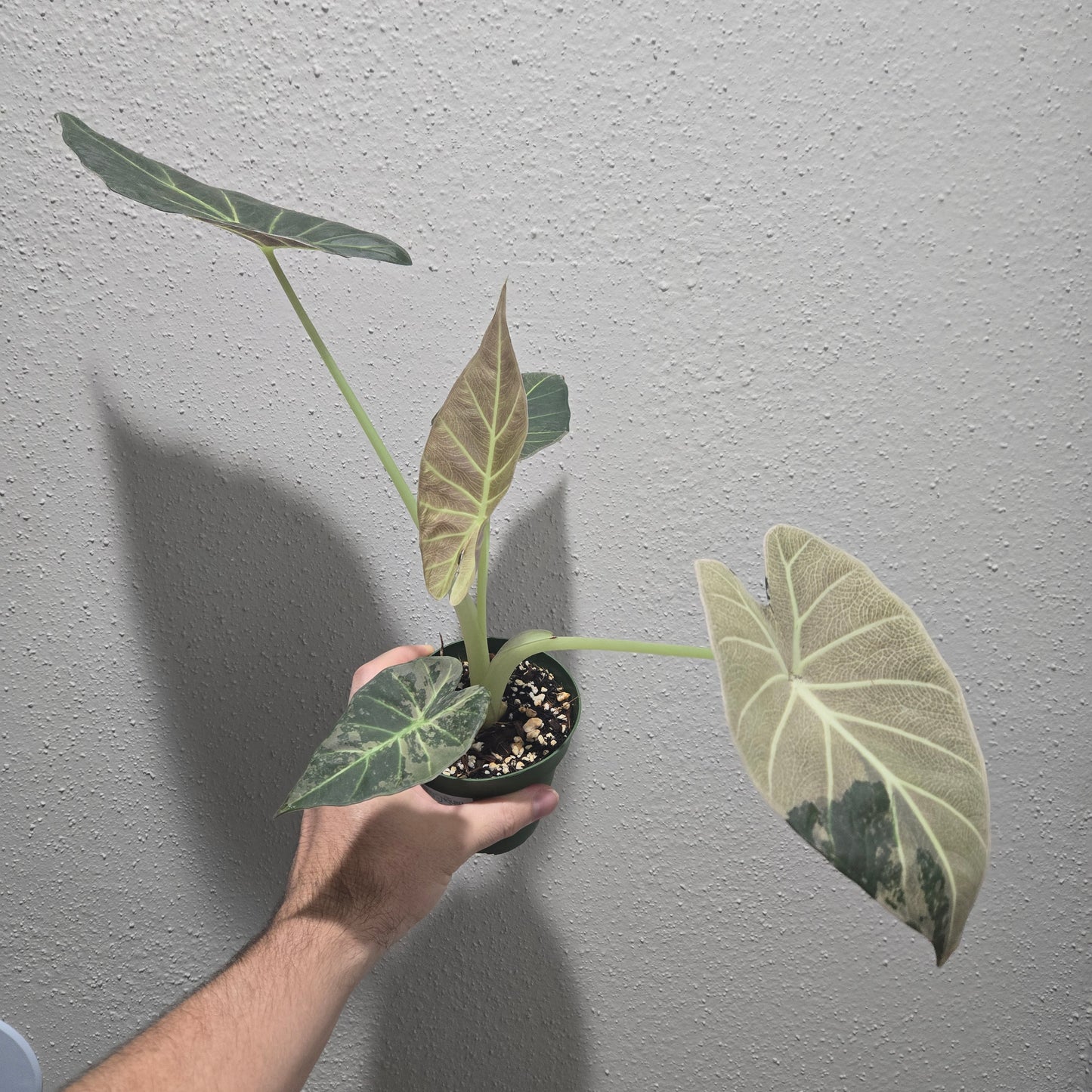 Alocasia Regal Shield Albo