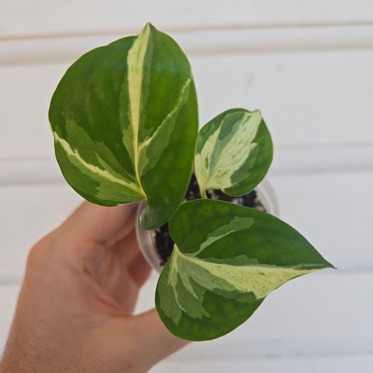 Epipremnum Manjula