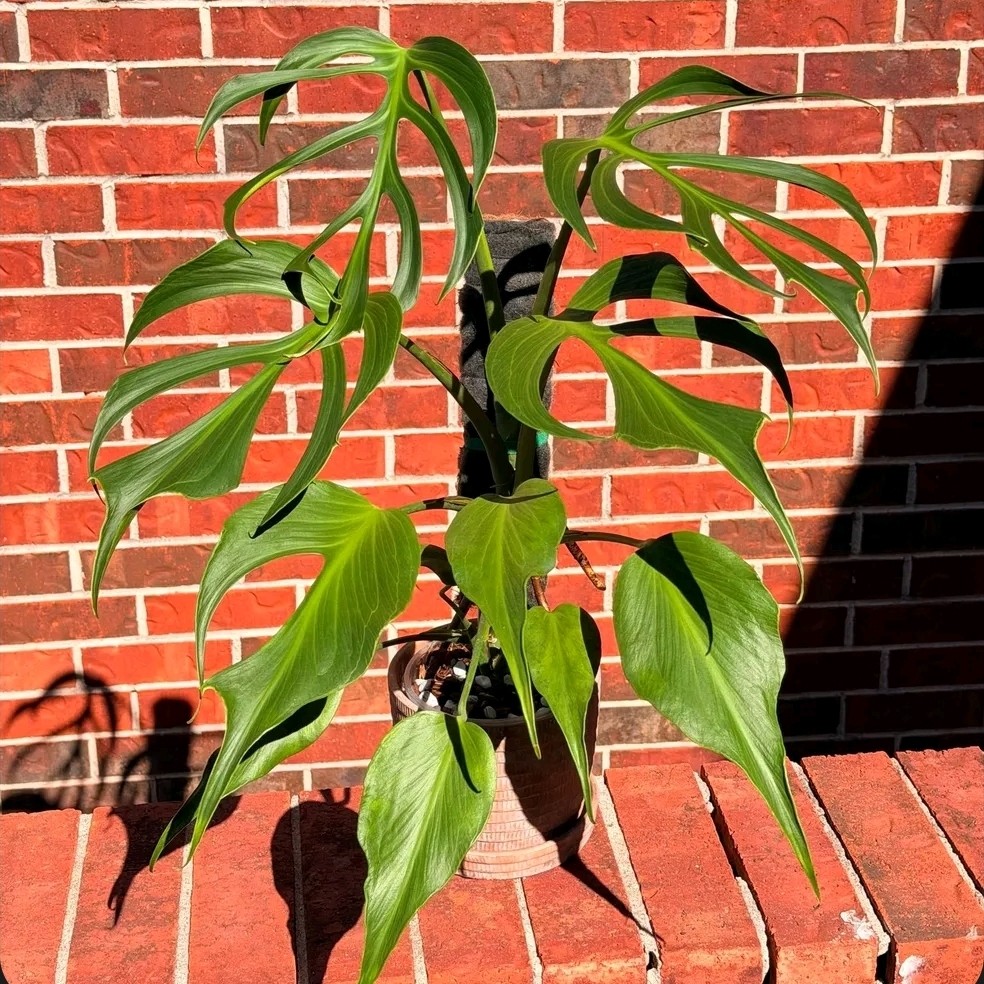 Monstera Burle Marx Flame