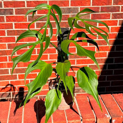 Monstera Burle Marx Flame