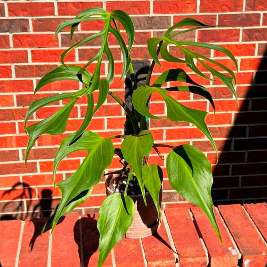 Monstera Burle Marx Flame