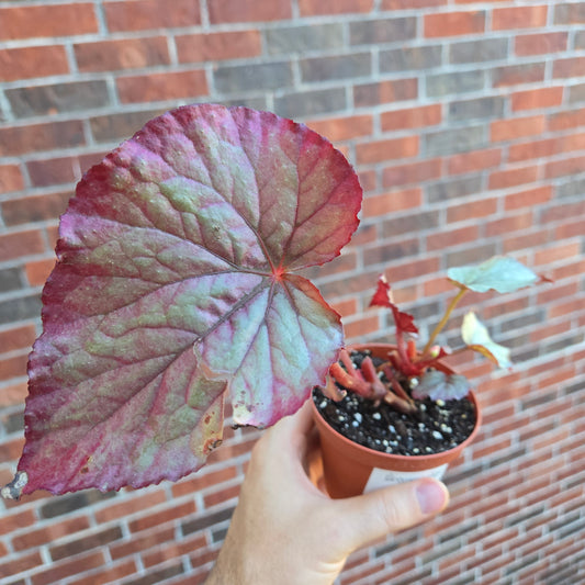 Begonia Oteka
