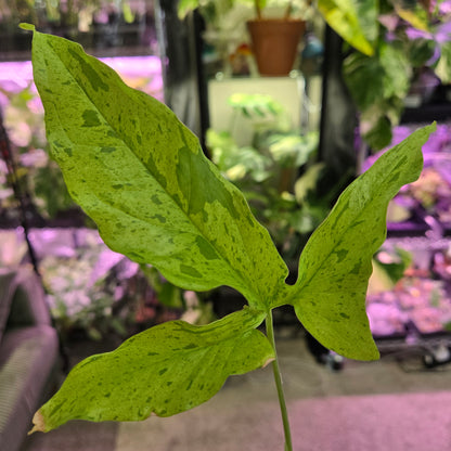 Syngonium Frogs in a Blender