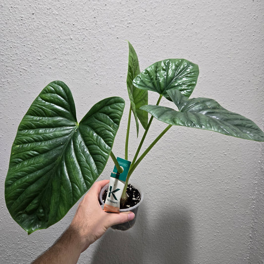 Alocasia Lukiwan