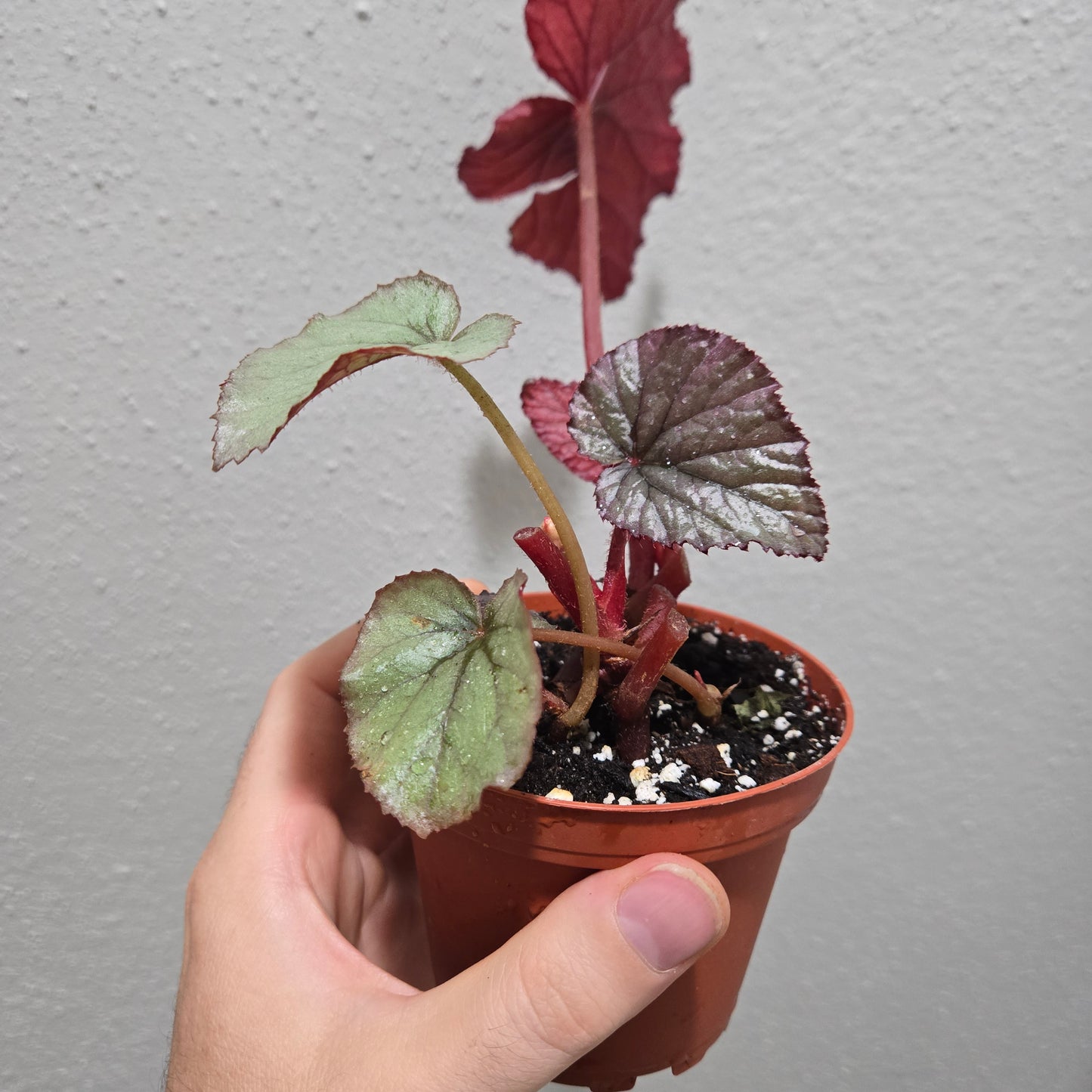 Begonia Oteka