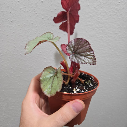 Begonia Oteka