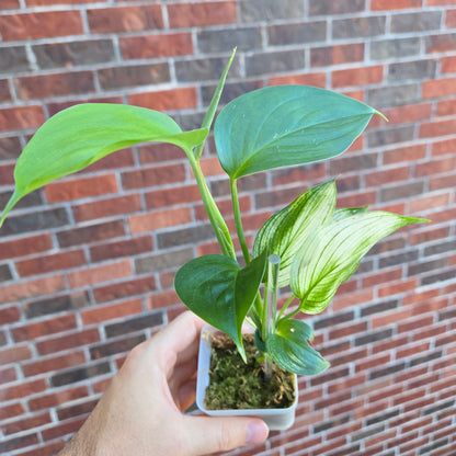 Scindapsus White Monster