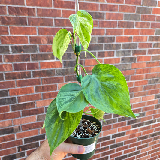Philodendron Heartleaf Var