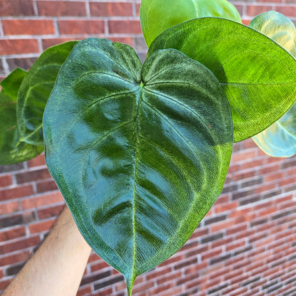 Syngonium Icefrost