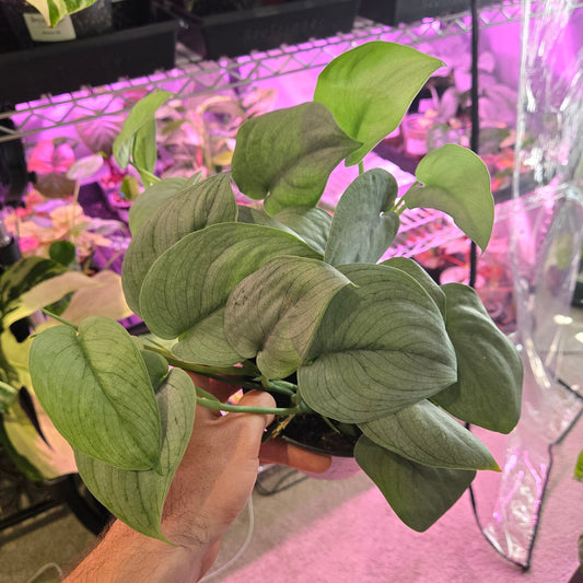 Scindapsus Platinum Java