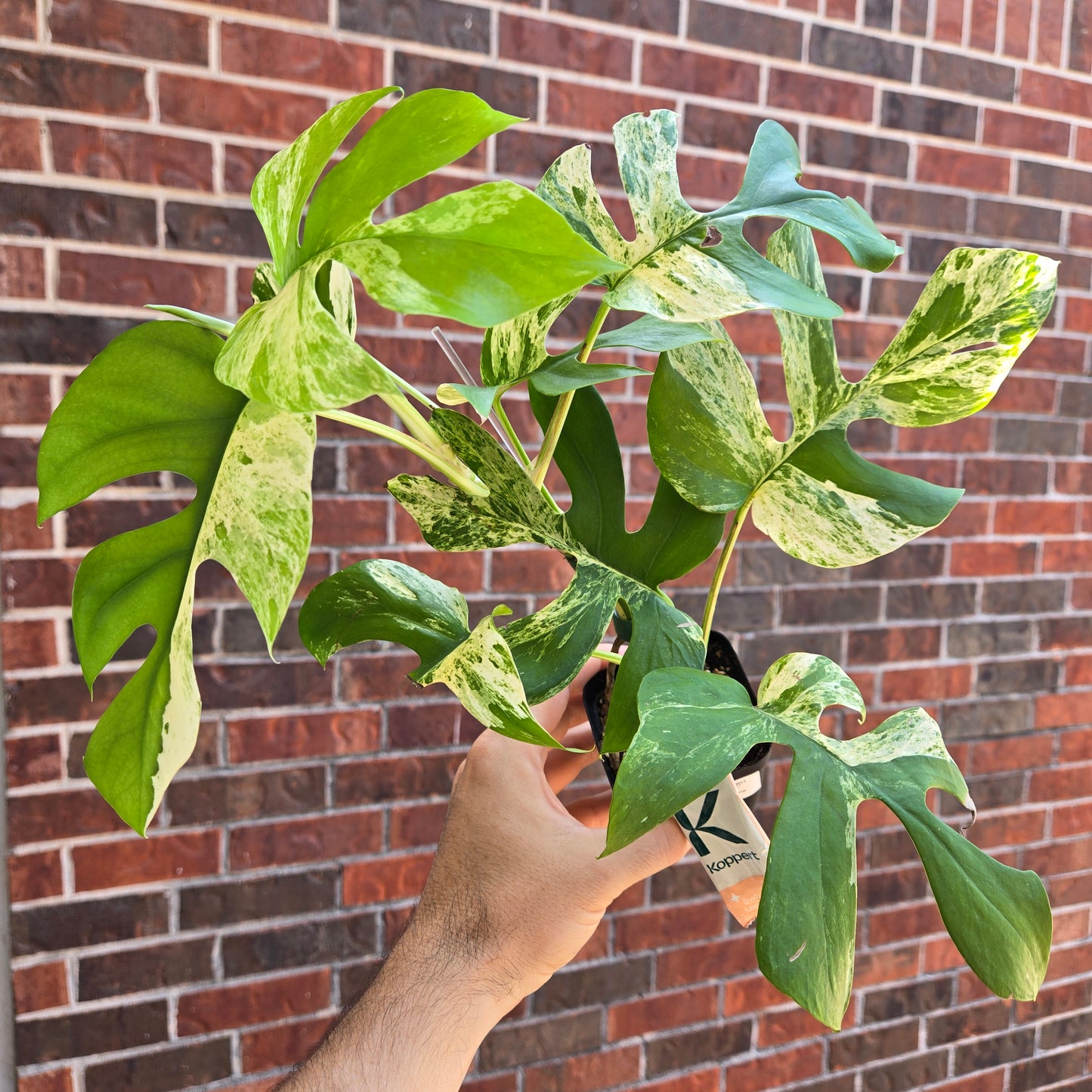 Monstera Tetrasperma Migma