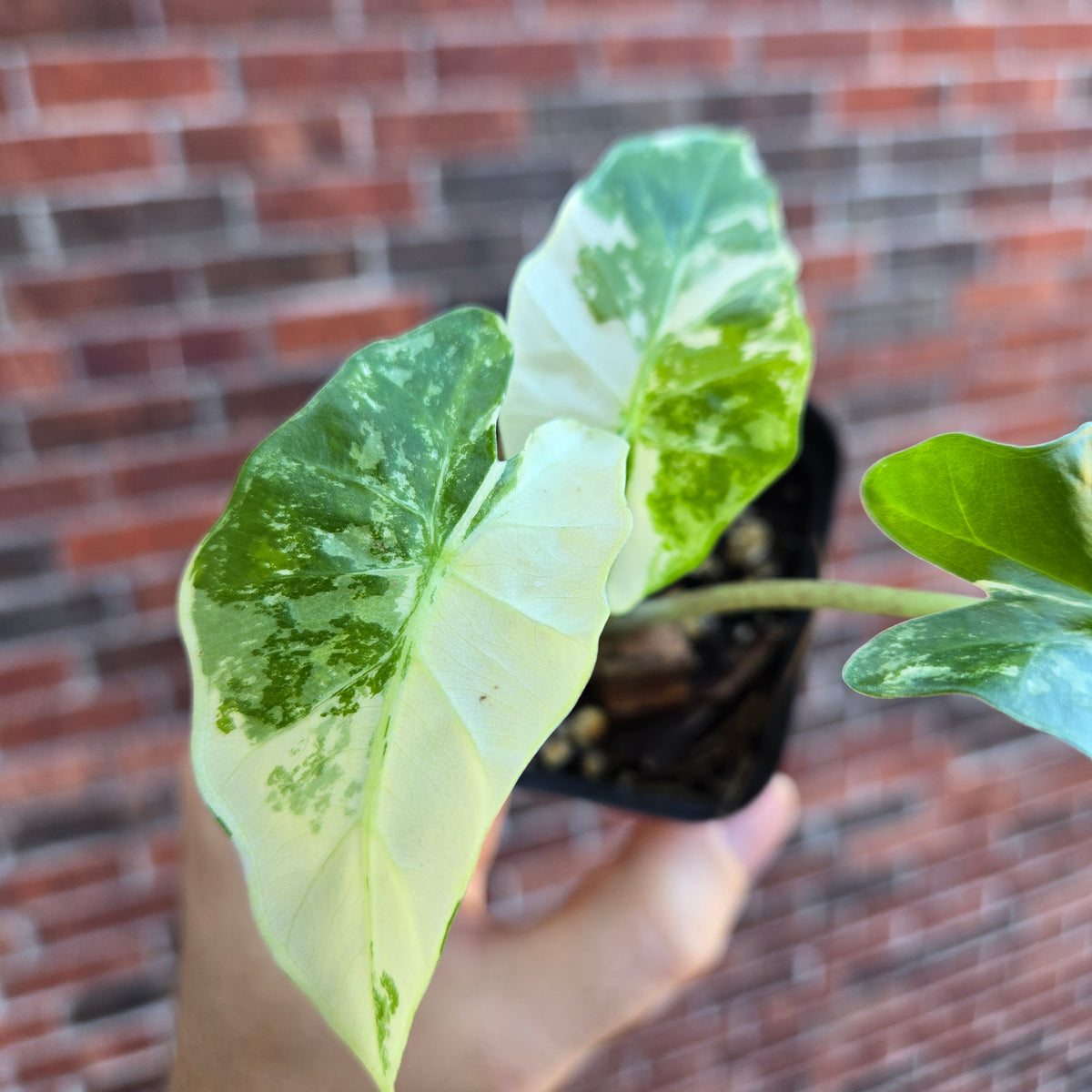 Alocasia Low Rider Albo