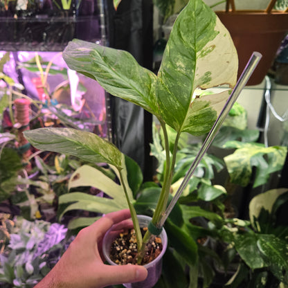 Monstera Mayuna Var