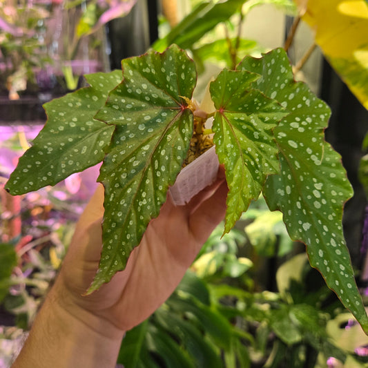 Begonia Double Spot Angel Wing