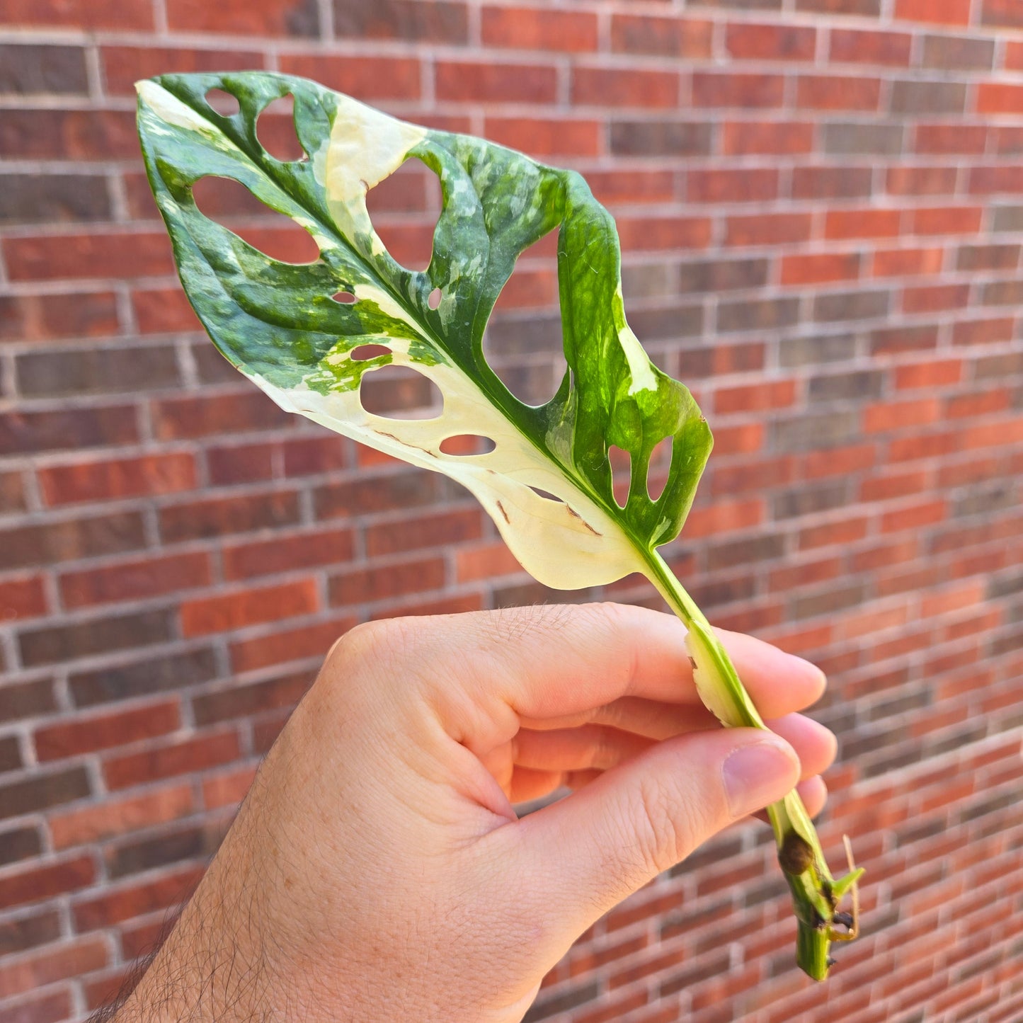 Monstera Adansonii Albo Propagation