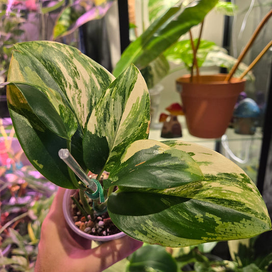 Scindapsus Rubicon Aurea