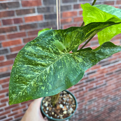 Syngonium Panda Galaxy