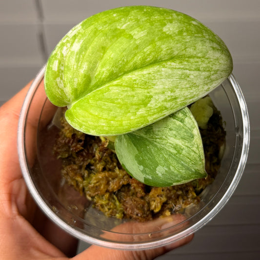 Scindapsus Parahyangan