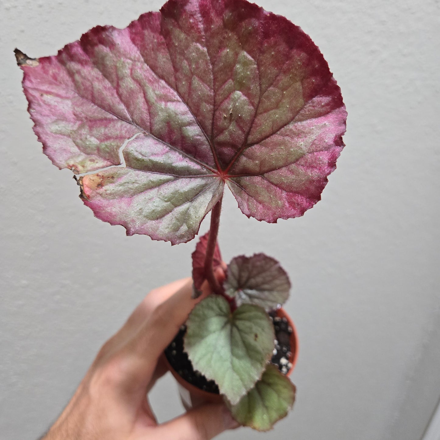 Begonia Oteka