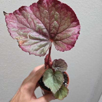 Begonia Oteka