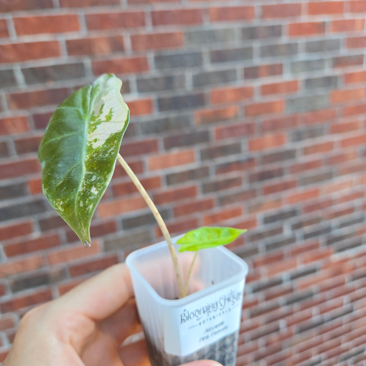 Alocasia Pink Pseudo