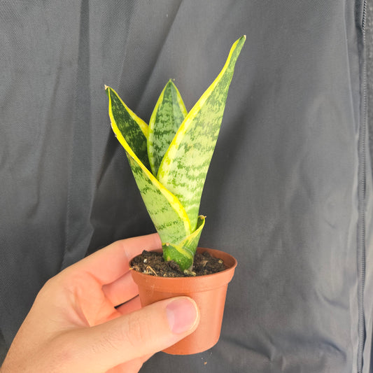 Snake Plant Superba Futera