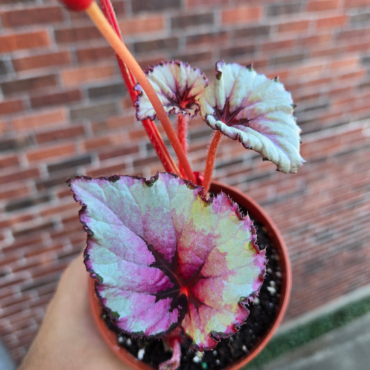 Begonia Kotobuki