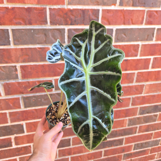 Alocasia African Mask 4"