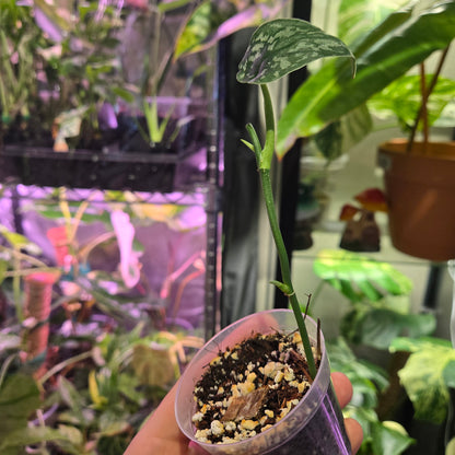 Scindapsus NoID