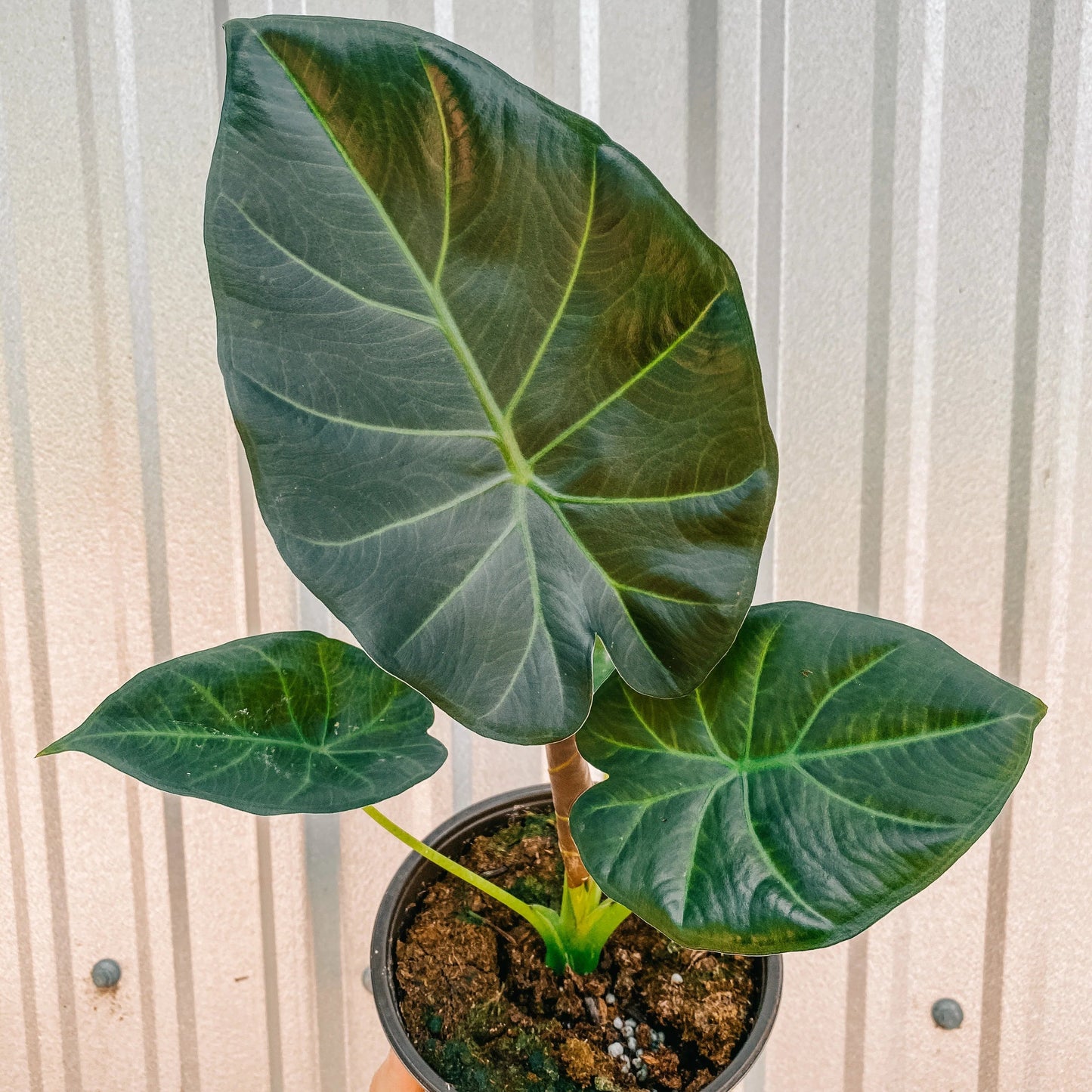 Alocasia Regal Shield 6"