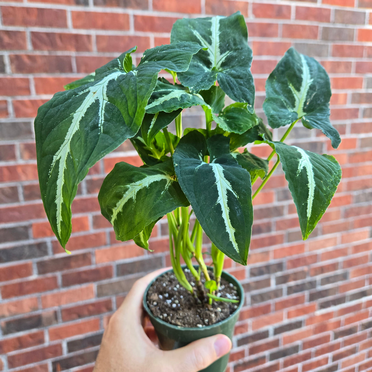 Syngonium Wendlandii