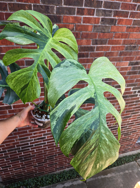 Monstera Jungle Mint NoID