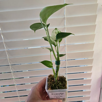 Scindapsus White Monster