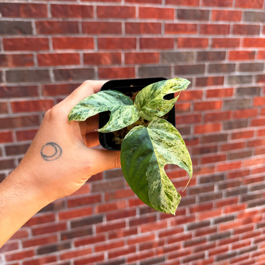 Epipremnum Marble Variegated