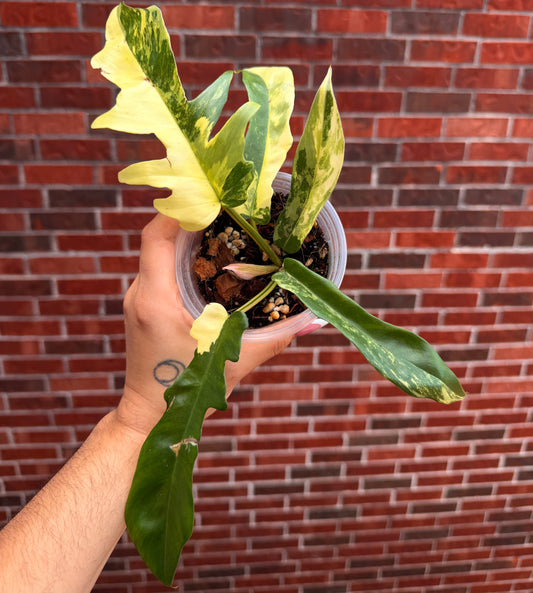 Philodendron Florida Beauty x Tortum
