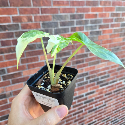 Alocasia Low Rider Albo