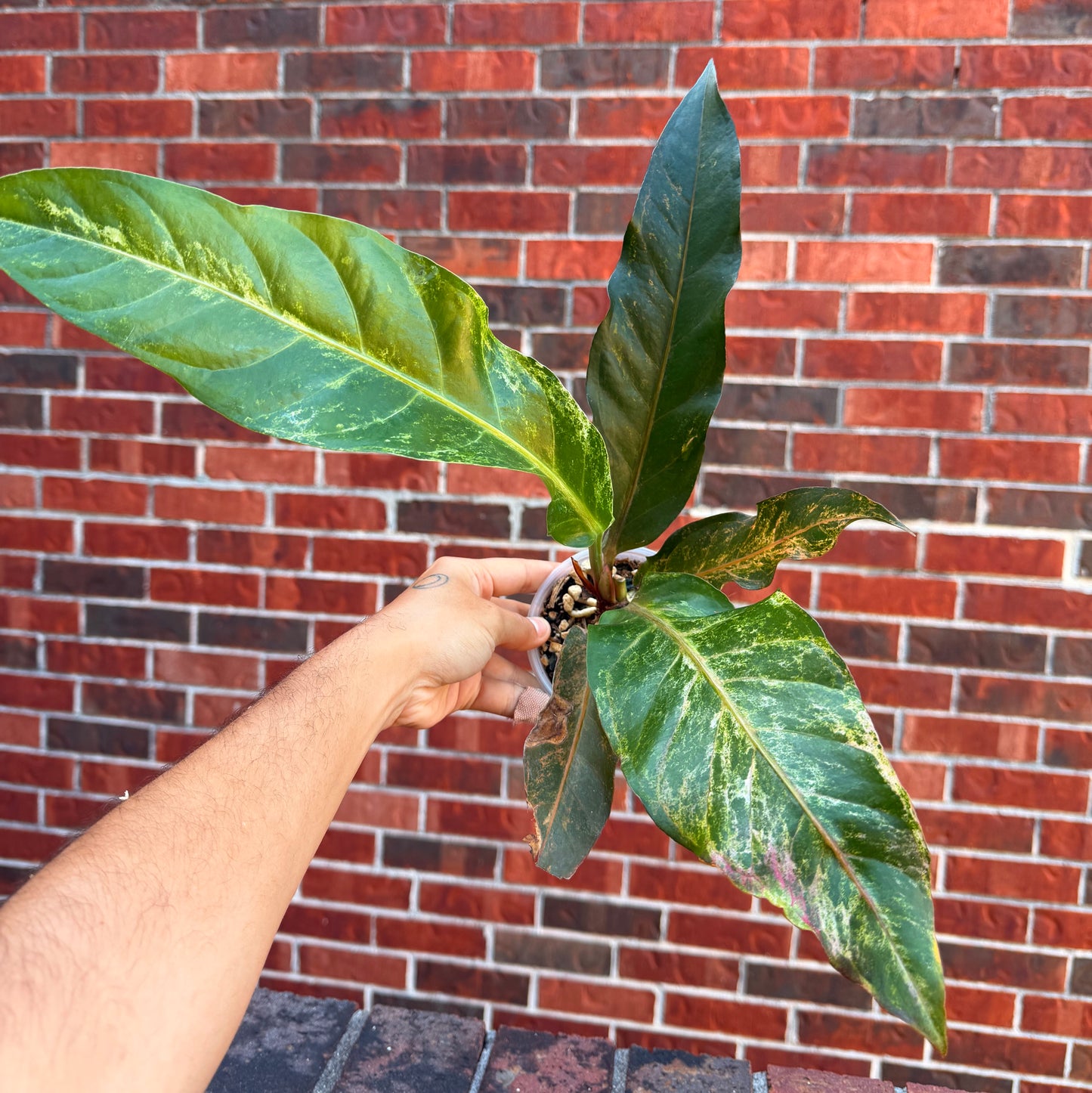 Anthurium Renaissance Var