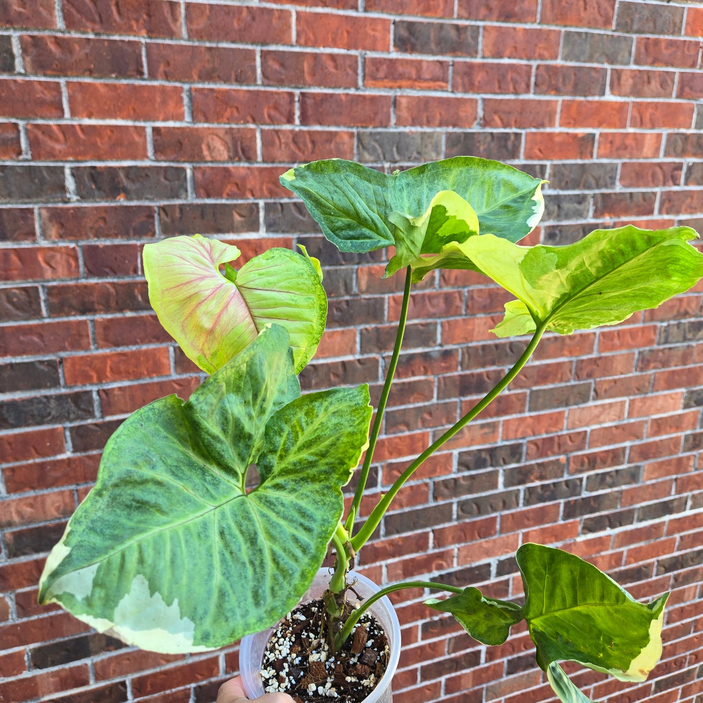 Syngonium Mango Allusion