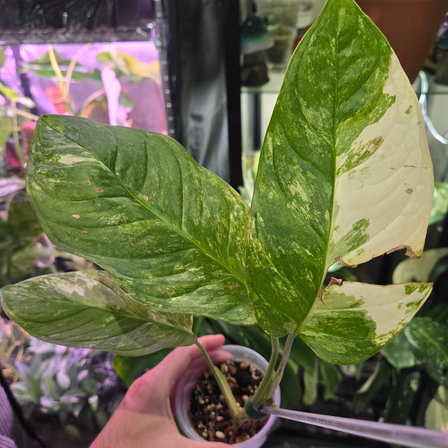 Monstera Mayuna Var