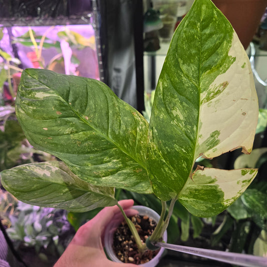 Monstera Mayuna Var