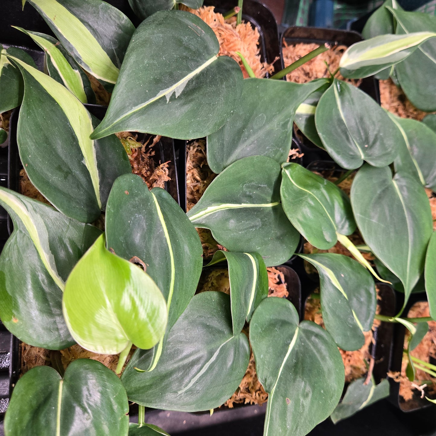 Philodendron Rio