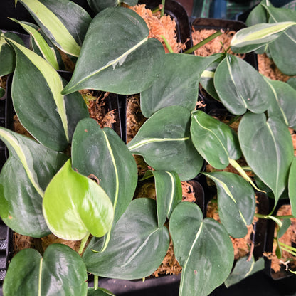 Philodendron Rio