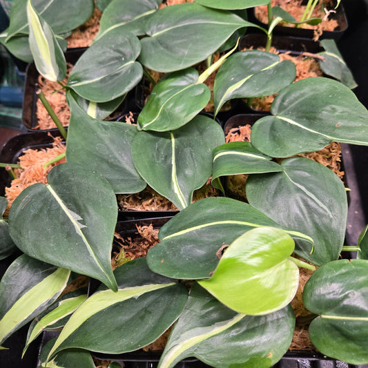 Philodendron Rio 3"